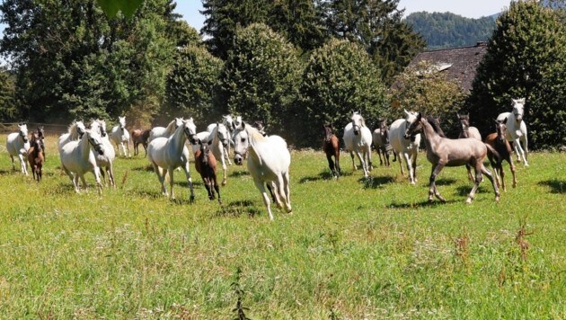 Die Pferde genießen den Auslauf in Piber (Bild: Christian Jauschowetz)