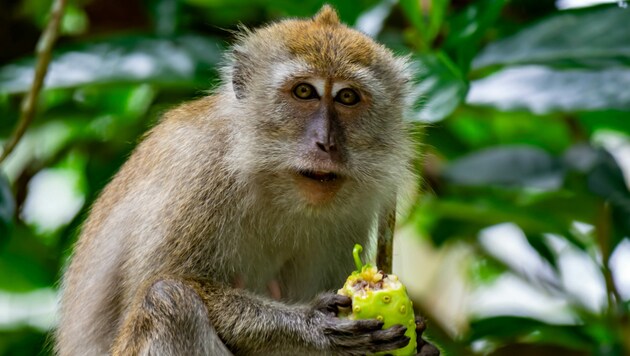 Das Affenpockenvirus wurde erstmals bei Langschwanzmakaken nachgewiesen – daher der Name. (Bild: Bill - stock.adobe.com)