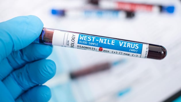 The first cases of West Nile fever have been reported in Austria. (Bild: stock.adobe.com)