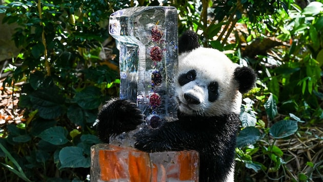 „Le Le“, der kleine Panda, ist ein Jahr alt geworden - und die ganze Welt hat davon erfahren. (Bild: AFP or licensors)