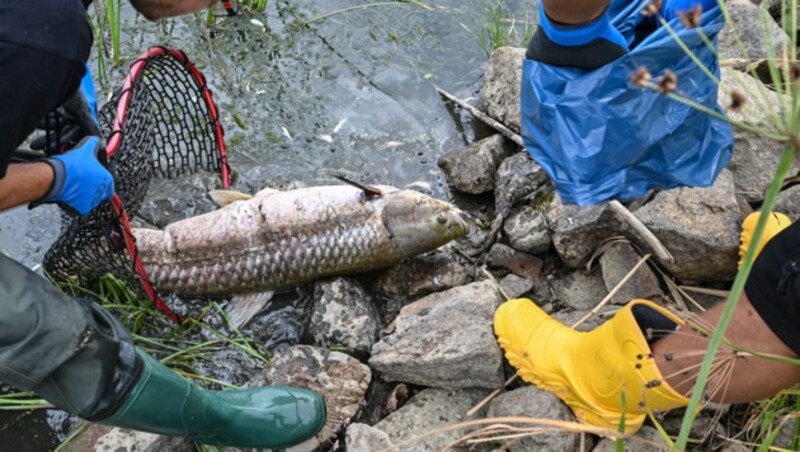 Ein etwa ein Meter großer toter Graskarpfen wird von freiwilligen Helfern aus dem Wasser des deutsch-polnischen Grenzflusses Oder geborgen. (Bild: APA/DPA/PATRICK PLEUL)