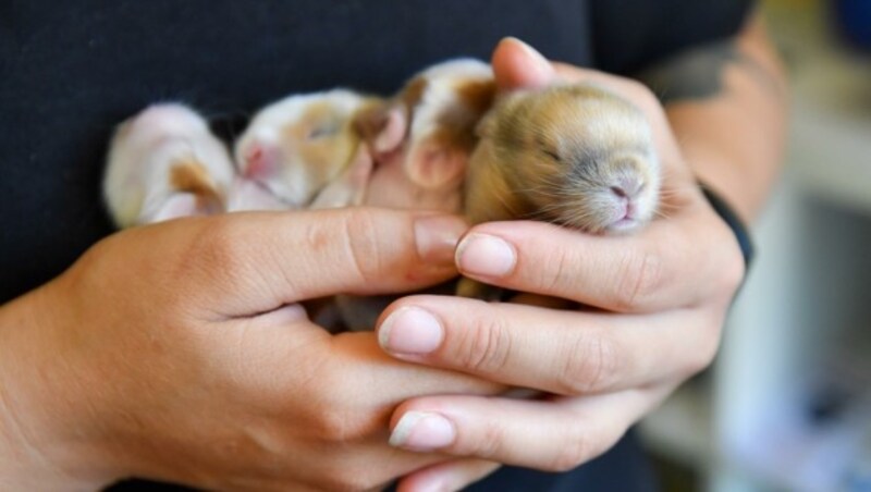 Die Kaninchen-Babys sind sechs Tage alt, auch sie landeten im Tierheim. (Bild: Dostal Harald)