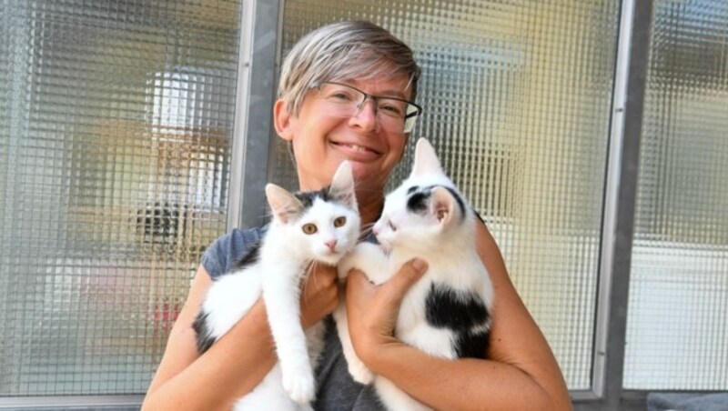 Simone Königsecker mit jungen Katzen, insgesamt leben 142 Katzen im Linzer Tierheim. (Bild: Dostal Harald)