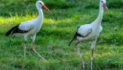 Die Jungstörche fühlen sich sichtlich wohl. (Bild: Scharinger Daniel)