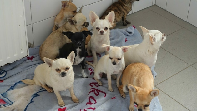 Einige der beschlagnahmten Chihuahuas leben vorerst im Tierheim Baden. (Bild: Tierheim Baden)