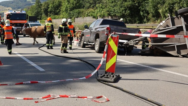 Die unverletzt gebliebenen Rinder bekamen nach dem Unfall ein Beruhigungsmittel. (Bild: BF Linz)