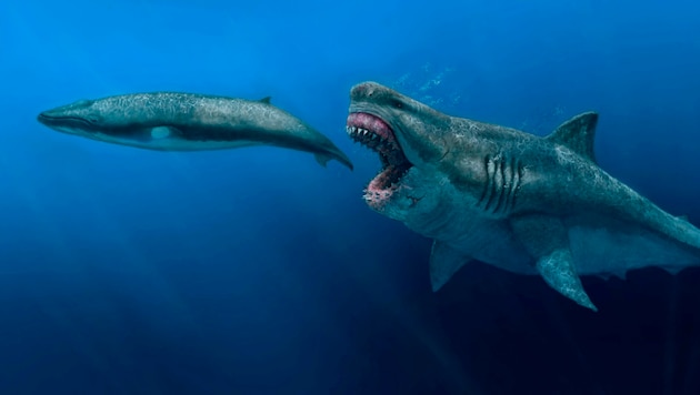 Der riesige Urzeithai deckte seinen Energiebedarf hauptsächlich mit Walspeck. (Bild: AP)