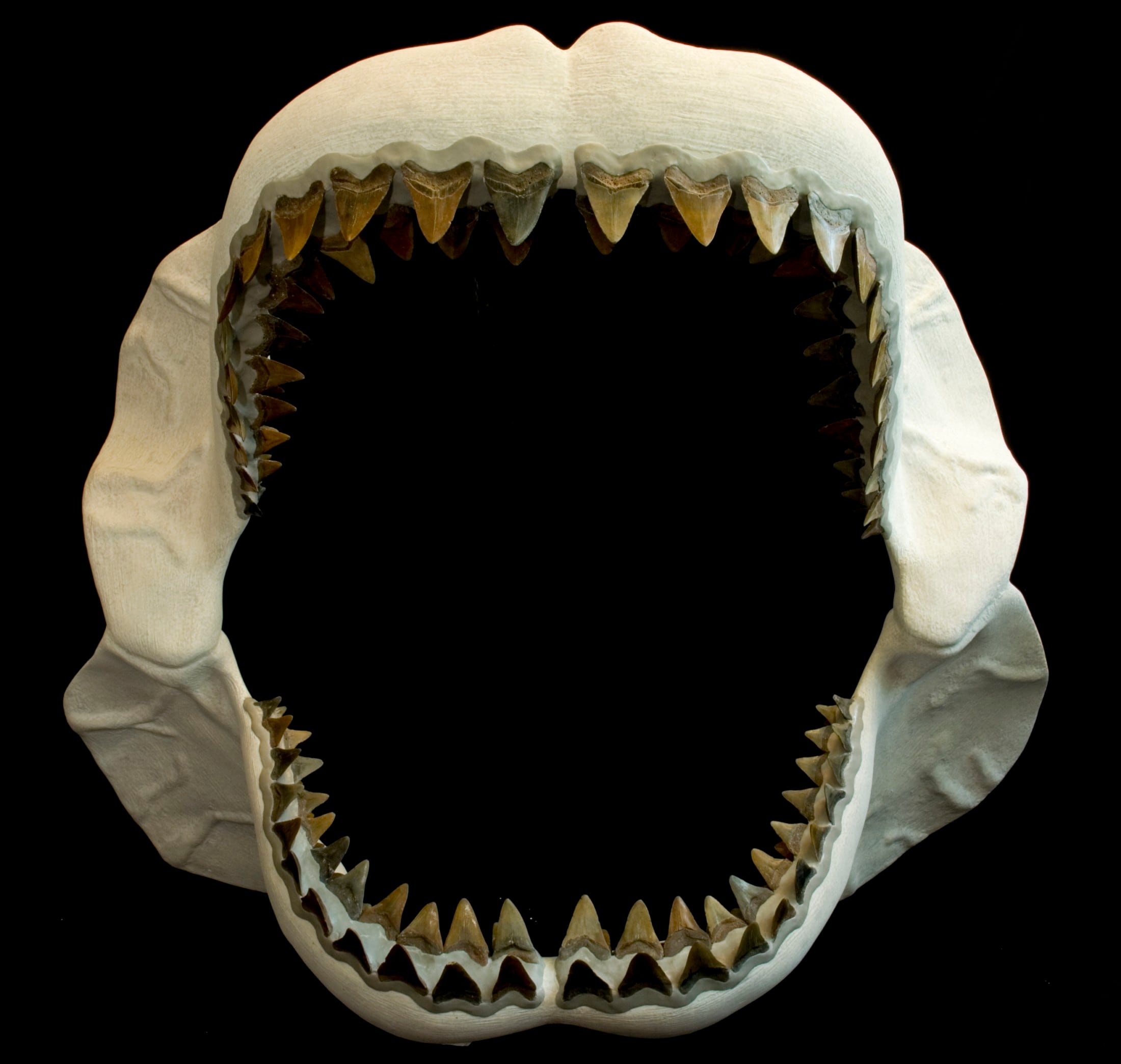 Большие зубы акулы. Акула МЕГАЛОДОН челюсть. МЕГАЛОДОН челюсть. Скелет челюсти МЕГАЛОДОНА. Зуб акулы МЕГАЛОДОН.