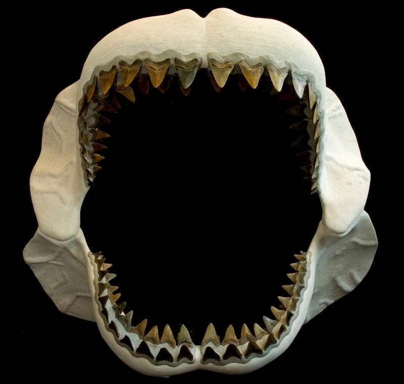 The reconstructed jaws of a fossil megalodon (Bild: AP)
