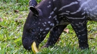 Ein Tapir wie dieser landete bei einem Vöcklabrucker, der wegen privater Haltung im Haus Strafe zahlen muss. (Bild: ROSLAN RAHMAN)