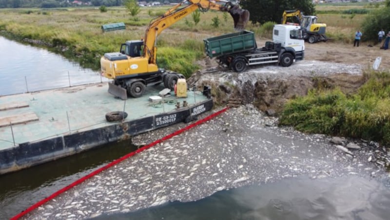 Das Fischsterben in der Oder beunruhigt seit Tagen Menschen, die in Polen und Deutschland an dem Fluss leben. (Bild: AFP)