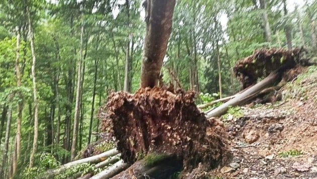 Durch den extremen Sturm wurden auch hier im Bezirk Scheibbs Bäume entwurzelt. (Bild: Crepaz Franz)