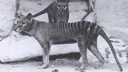 Aufnahme aus dem Jahr 1904: Tasmanische Tiger in einem Zoo in den USA (Bild: Report of the Smithsonian Institution, 1904)