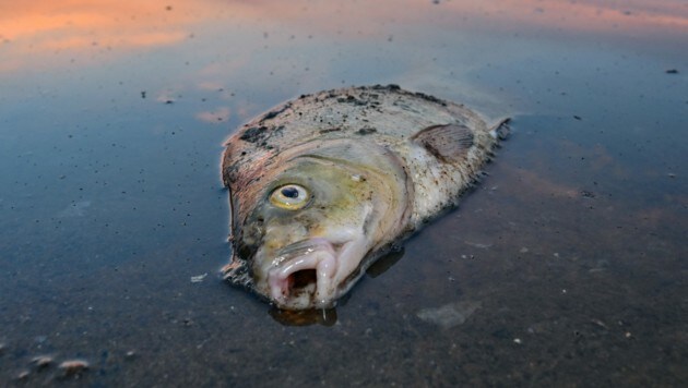 Tonnenweise tote Fische mussten nach der Umweltkatastrophe aus der Oder geborgen werden. (Bild: APA/dpa/Patrick Pleul)