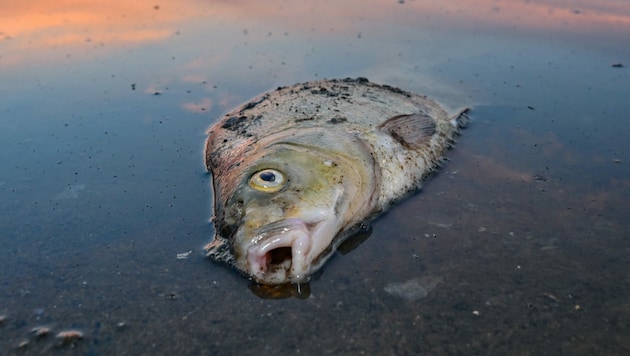 Tonnenweise tote Fische mussten nach der Umweltkatastrophe aus der Oder geborgen werden. (Bild: APA/dpa/Patrick Pleul)