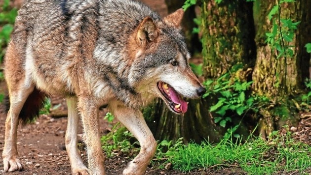 Der Wolf ist und bleibt vor allem in den ländlichen Regionen Oberkärntens und Osttirols das Konfliktthema Nummer eins. (Bild: ZVG)