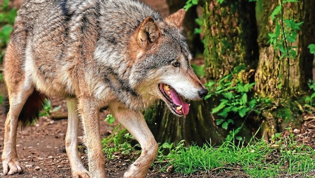 Großkirchheims Bürgermeister ruft zum Halali auf den Wolf. (Bild: ZVG)