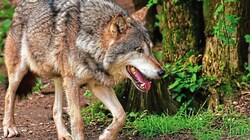 Der Wolf ist und bleibt vor allem in den ländlichen Regionen Oberkärntens und Osttirols das Konfliktthema Nummer eins. (Bild: ZVG)