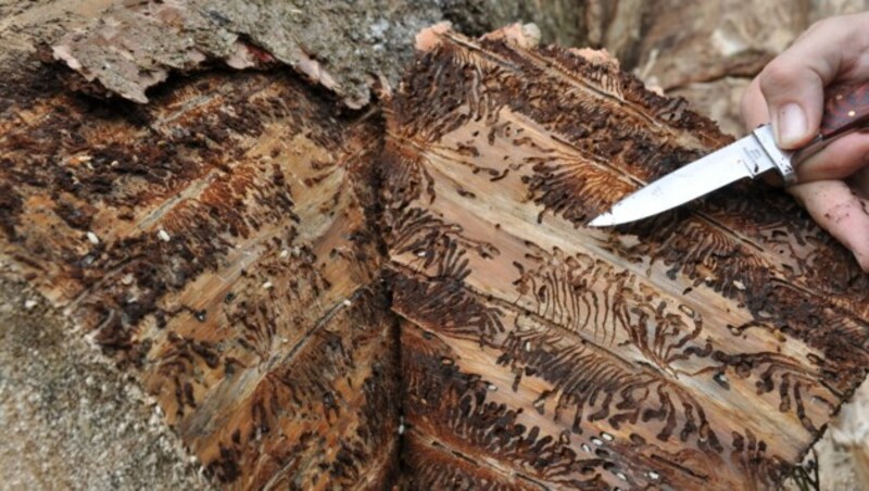 „Kinderstube“ des Borkenkäfers: Fraßbild der Larven in Fichtenstamm (Bild: ÖBf, F. Guggenberger)