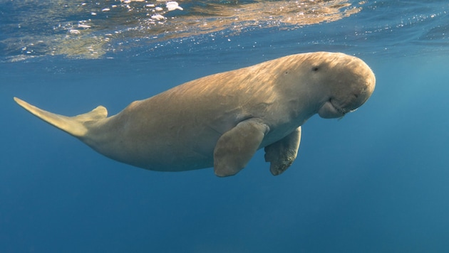 Die Tiere werden auch Gabelschwanzseekühe oder Seeschweine genannt. (Bild: stock.adobe.com/ Vladimir Kilikovsky)