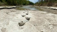 (Bild: AFP/Dinosaur Valley State Park)