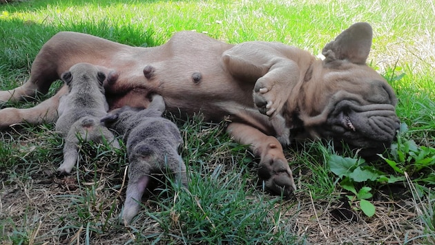 Nur zwei Babys überlebten. (Bild: zVg.)