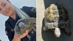 Wer vermisst in Obsteig eine Schildkröte? (Bild: Polizei Tirol)