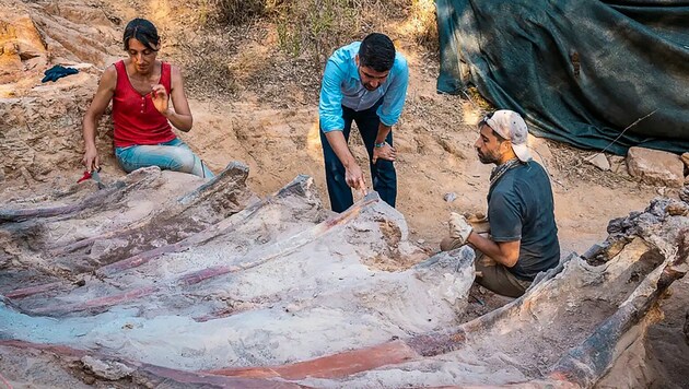 Diese riesigen Rippen legten die Forscher in Pombal frei (Bild: AFP)