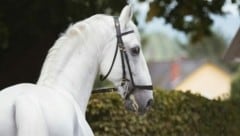 Gebote für eine eine Begegnung mit den Lipizzanern am Gestüt Piber (Stmk.) kann man bis zum 15. September abgeben. (Bild: Sabrina Mallick)