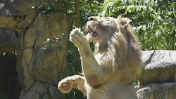 Ein weißer Löwe (Symbolbild) (Bild: AFP)