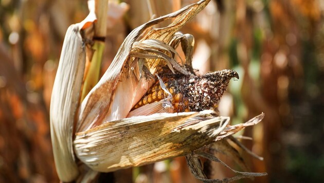 "Auch in anderen Regionen des Burgenlandes hat der Regen gefehlt. Hier ist keine gute Ernte bei den Kulturen Mais und Soja zu erwarten", sagt der Direktor der burgenländischen Landwirtschaftskammer Otto Prieler. (Bild: EXPA/ PIXSELL/ Emica Elvedji)