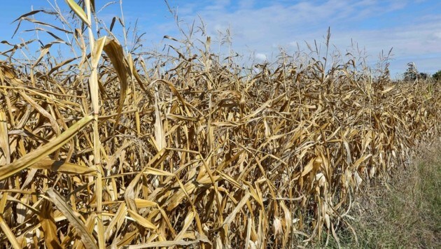 El maíz es importante para la producción regional de alimentos y el valor agregado regional.  (Imagen: Scharinger Daniel)