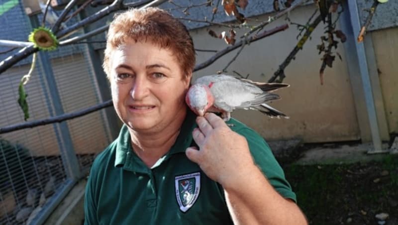 Susanne Bräuer vom Landestierheim macht sich ernsthaft Sorgen um Tierbesitzer, die ihre Vögel abgeben. (Bild: Christian Jauschowetz)