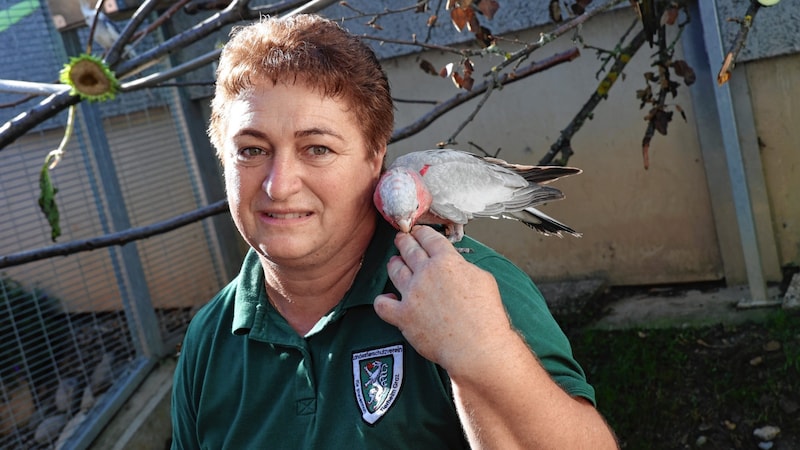 Susanne Bräuer from the state animal shelter does everything for her protégés. (Bild: Christian Jauschowetz)