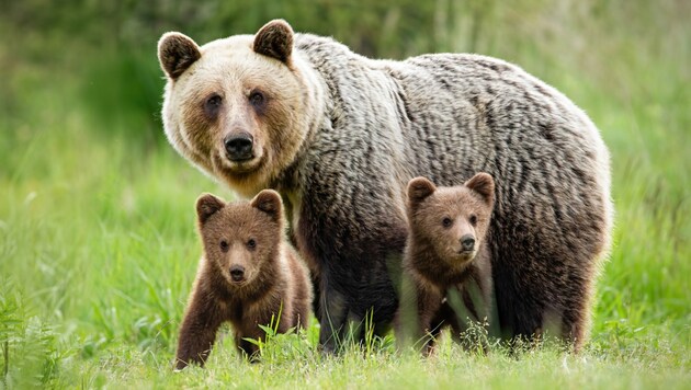 Eine Braunbärenfamilie (Symbolbild) (Bild: WildMedia/stock.adobe.com)