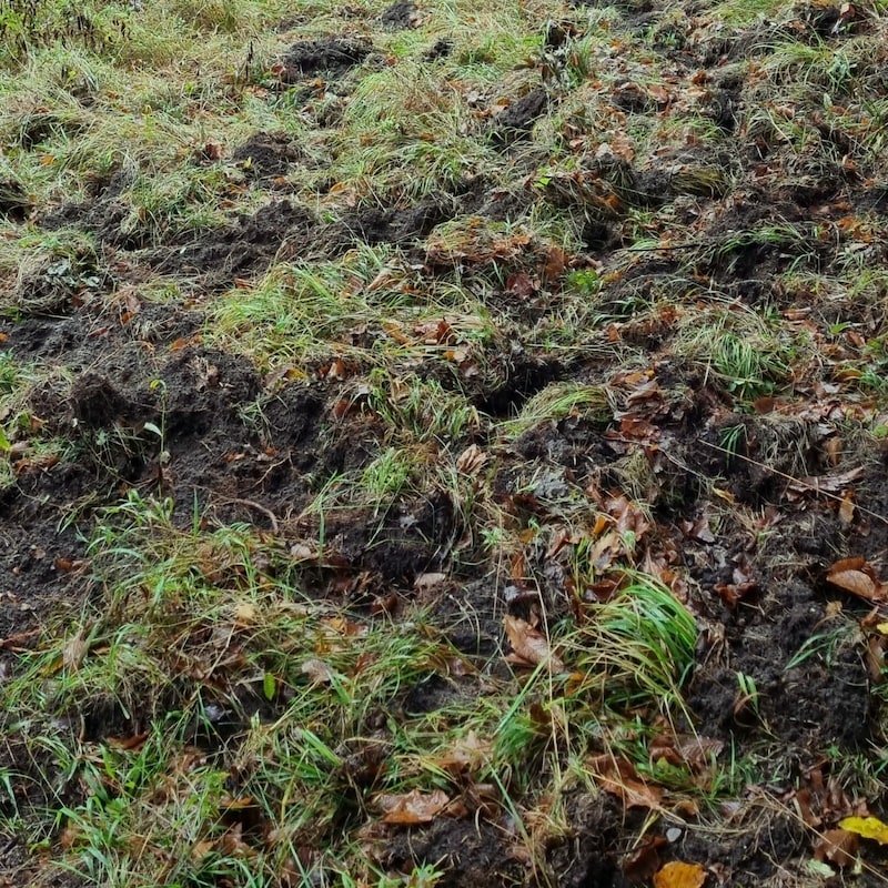 Auf der Suche nach Nahrung wühlen Wildschweine mit ihren Rüsseln den Boden auf. (Bild: Martin Schwärzler, TJV)