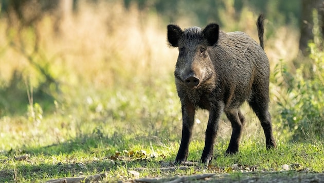 Ein Wildschwein (Bild: Patrizia Ennemoser)