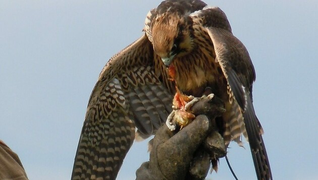 Ausgehungert: Wenn der Vogel auf der Hand des Falkners gelandet ist, frisst er gierig seine Futterration. (Bild: Vier Pfoten)