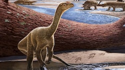 Künstlerische Darstellung: So könnte der Saurier mit dem lateinischen Namen Mbiresaurus raathi, der vor rund 230 Millionen Jahren lebte, ausgesehen haben. (Bild: Virginia Tech University/Andrey Atuchin)