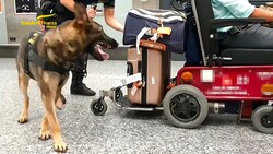 Spürhund „Crai“, der der Hundestaffel der Polizei auf dem Mailänder Flughafen angehört, erschnüffelte das im elektrischen Rollstuhl versteckte Kokain. (Bild: kameraOne (Screenshot))