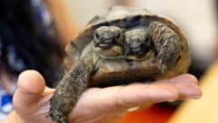 Die zweiköpfige Schildkröte „Janus“ auf der Hand einer Pflegerin (Bild: KEYSTONE / SALVATORE DI NOLFI/AP)