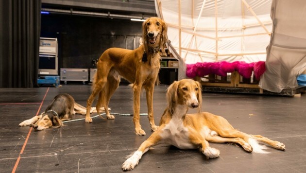 Los tres galgos Jago, Jonas y Merlin ya han participado en exposiciones caninas.  Ahora quieren estar en el escenario.  (Imagen: Berger Susi)