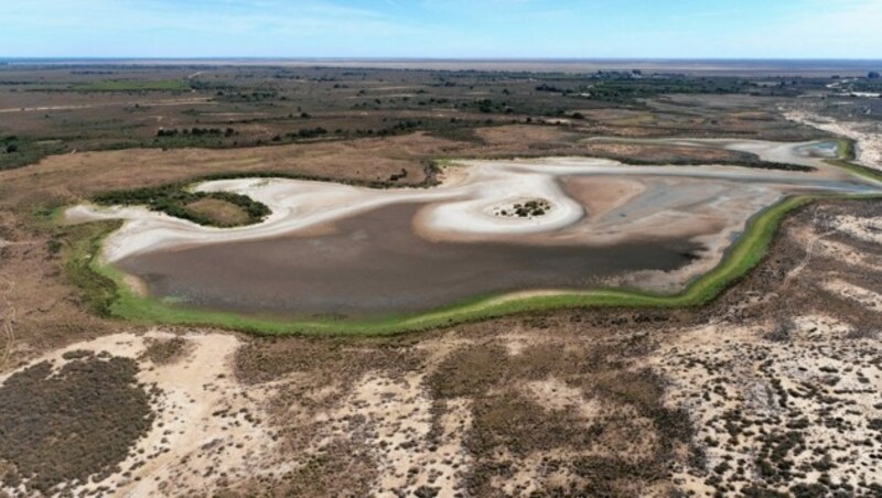 (Bild: Estacion Biologica de Donana (EBD-CSIC))