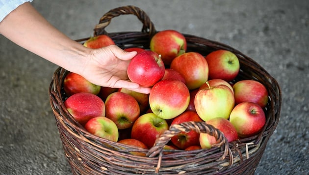 Derzeit ist Erntezeit – die saftigen Äpfel sind zum Reinbeißen (Bild: Alexander Schwarzl)