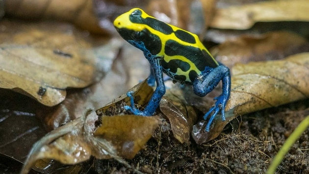 Umwelt- und Klimaveränderungen zwingen Pfeilgiftfrösche dazu, ihr Sozialverhalten zu ändern. (Bild: Vetmed Uni Wien/Karin Svadlenak-Gomez)