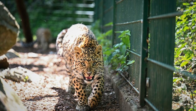 Eine der Attraktionen im Tierpark Haag: China-Leopard (Bild: Wenzel Markus)