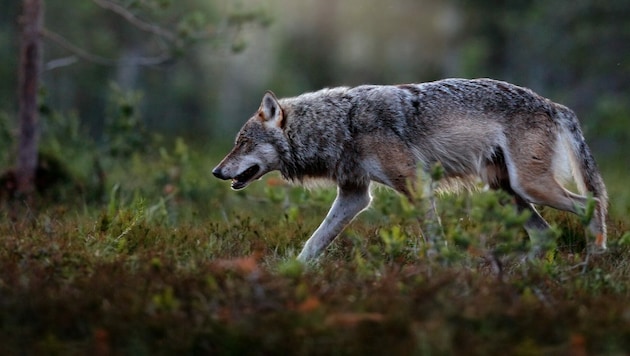 Wann ist ein Wolf ein Problemwolf? (Bild: www.NaturePhoto.cz - stock.adobe.com)