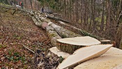 In Vorarlbergs Wäldern ist genug Brennholz zu finden - nicht immer aber war das Schlägern für die Waldbesitzer rentabel. (Bild: Privat)