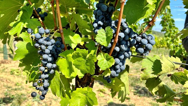 Derzeit gedeihen die Trauben hervorragend. Hochwertigen Weinbau sehen die Kritiker in Gefahr, falls Pflanzenschutz in Natura-2000-Gebieten gänzlich verboten wird. (Bild: Grammer Karl)