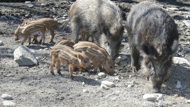 Kaum zu glauben, aber in Kärntens Wäldern wimmelt es nur so von Wildschweinen. Für die Jäger sind sie eine Plage und auf den Ackerflächen richten sie enorme Schäden an. (Bild: Rojsek-Wiedergut Uta)